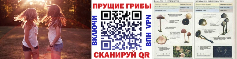 дарнет шоп  Борисоглебск  Галлюциногенные грибы Magic Shrooms 